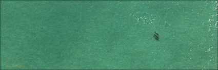 Mother and Calf Dugongs - Great Sandy Strait - Fraser Island - QLD (PBH4 00 17841)